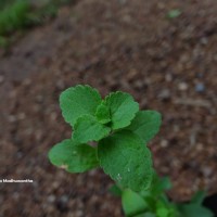 Stevia rebaudiana (Bertoni) Bertoni